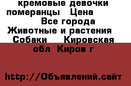 кремовые девочки померанцы › Цена ­ 30 000 - Все города Животные и растения » Собаки   . Кировская обл.,Киров г.